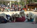 DSC07495 - Copy